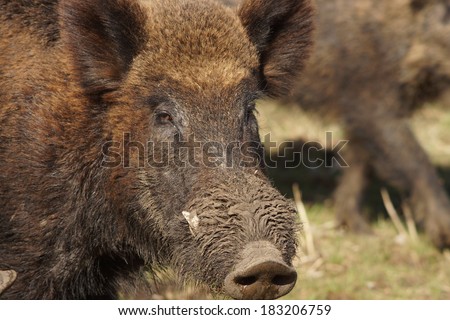 Close up of a wild pigs face.