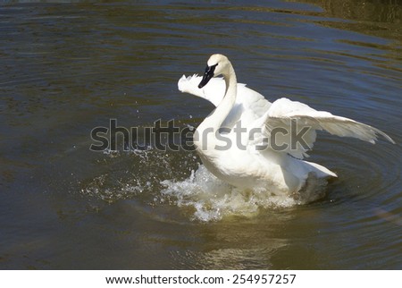 Swan flapping wings in pond.
