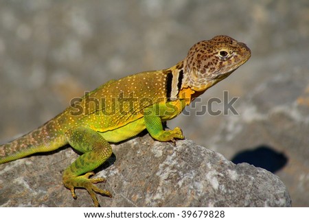 Male collared lizard resting in the sunlight