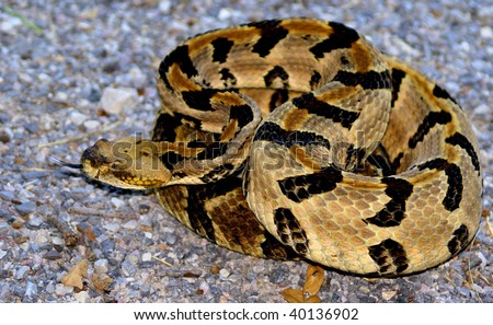 Timber Rattlesnake Stock Photo 40136902 : Shutterstock