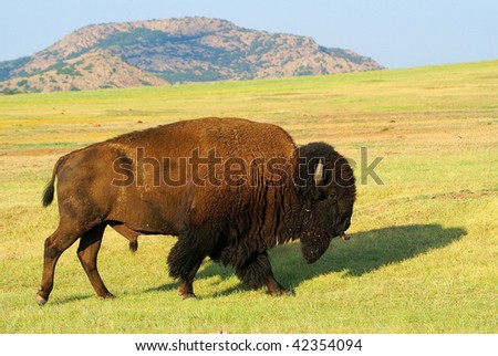 Rutting buffalo bull with mountains in background