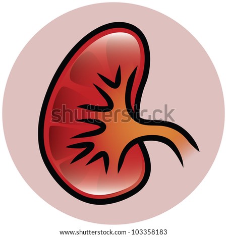 A Kidney