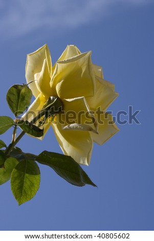 Yellow rose against blue sky.