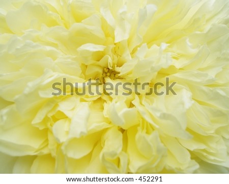 Simply Rose - Yellow Pilgrim Rose Monochrome flower detail for background or wallpaper