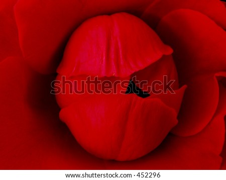 Simply Rose - Red Burgund wallpaper roses red. Simply Rose - Red Burgund