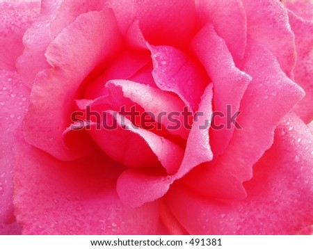 Simply Rose - Pink Monochrome flower detail for background or wallpaper