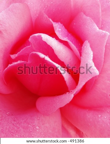wallpaper rose pink. stock photo : Simply Rose - Pink Monochrome flower detail for background or wallpaper