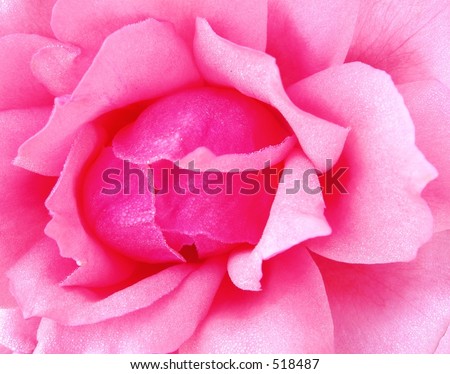 wallpaper pink rose. stock photo : Simply Rose