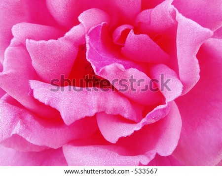 Morning Rose - Pink - Monochrome flower closeup for background or wallpaper