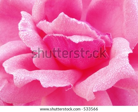 rose flower wallpaper background. stock photo : Morning Rose