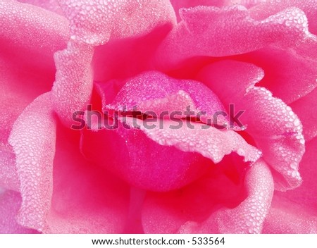 Morning Rose - Pink - Monochrome flower closeup for background or wallpaper