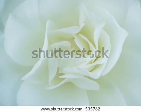 Morning Rose - White - Monochrome flower detail for background or wallpaper