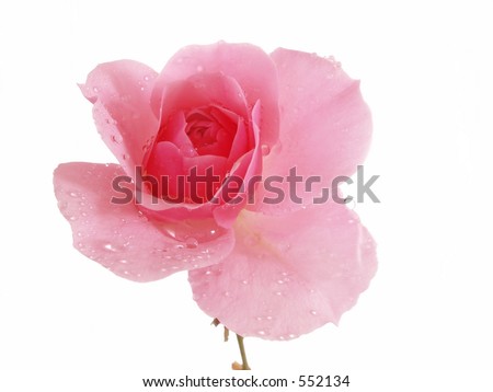 pink rose flower background. pink roses wallpaper.