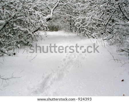 Winter Theme - forest path in snow