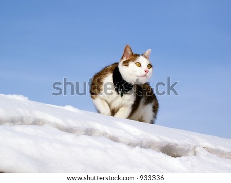 Sick Cat with Bandage on Snow - winter scene with cat, snow and sky