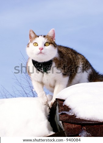Sick Cat with Bandage Climbing On - winter scene with cat, snow and sky