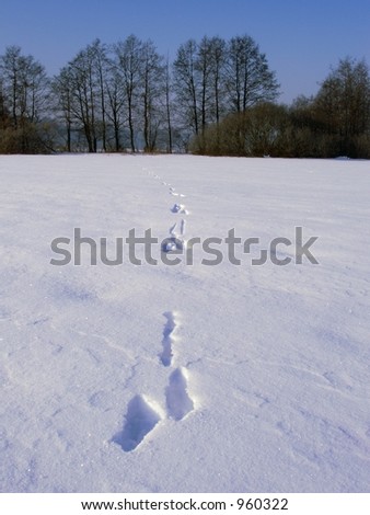 Animal (Hare) Prints on Snow -winter landscape with paw prints on snow
