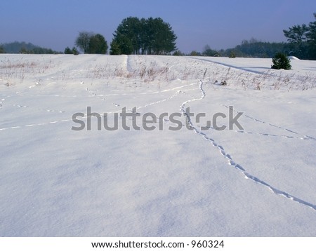 Animal Prints on Snow - winter landscape with paw prints on snow