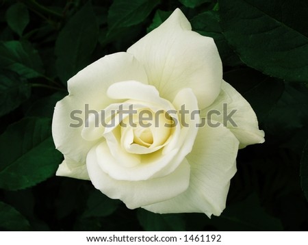 white rose pictures. stock photo : White Rose Au