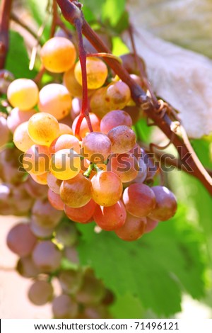 close-up bunch of rose grapes