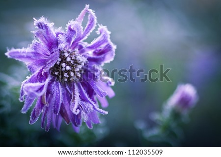 New England aster in ice crystal