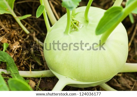 Kohlrabi growing on the vegetable bed.