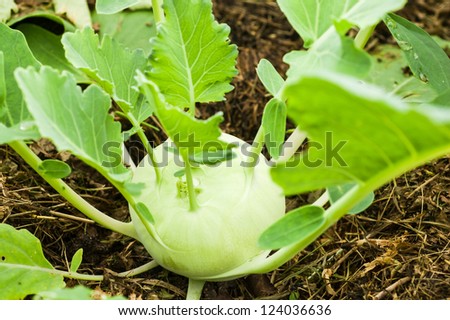 Kohlrabi growing on the vegetable bed.