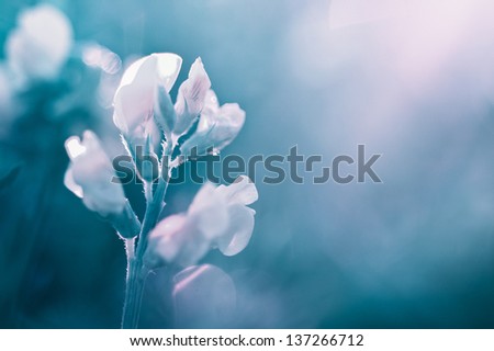 Turquoise flower- abstract background