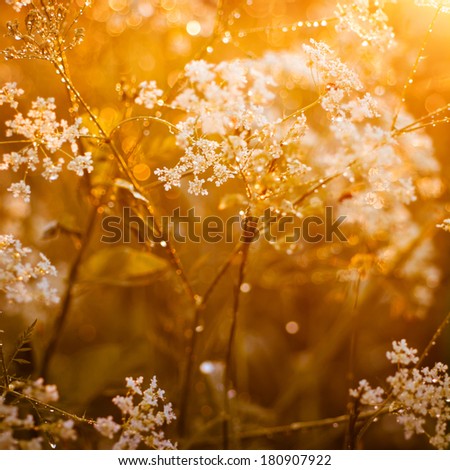 Summer meadow in sunset light, warm toned image