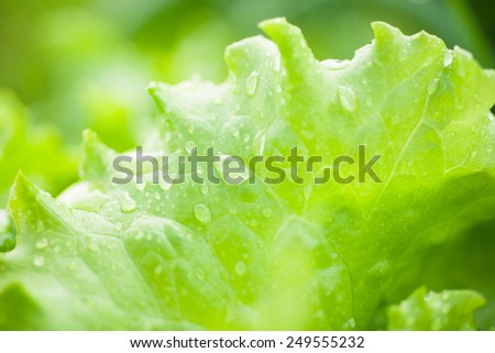 Closeup of fresh lettuce with water drops