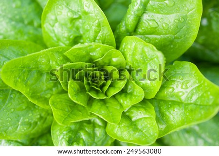 Fresh spinach growing on vegetable bed