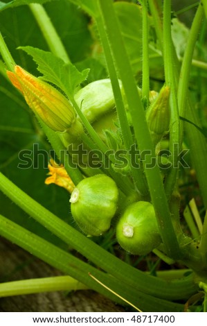 Pattypan squash growing on vegetable bed