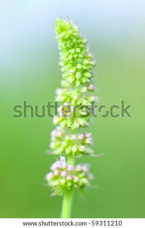 Common mint flower (Mentha spicata). Soft focus.