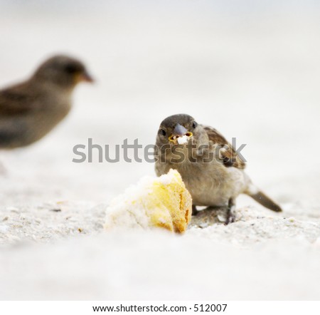 sparrow eating bread crumb stock photo 512007 shutterstock sparrow eating bread crumb stock photo 512007 shutterstock