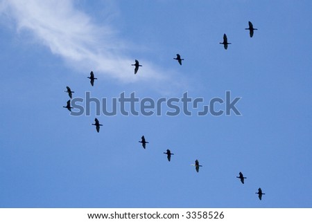 Birds migrating in V formation over blue sky