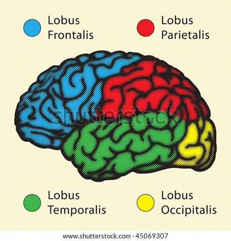 brain cerebral hemisphere