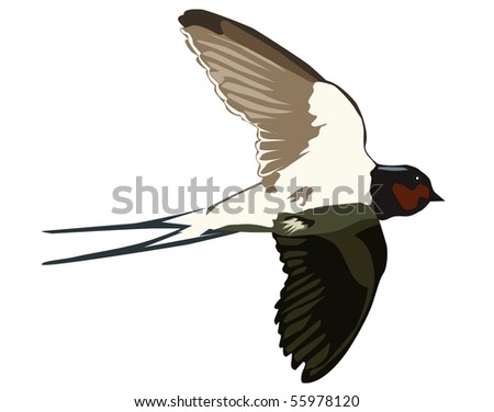 stock vector Flying swallow on a white background