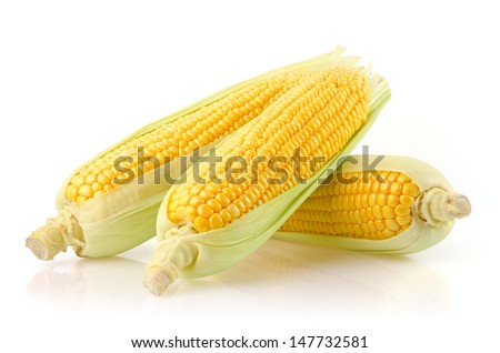 Corn Ears Isolated on White Background