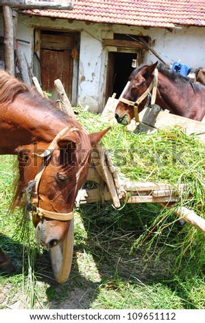 horses feeding at farm