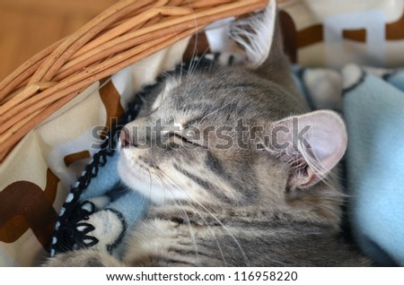 a gray cat / kitten sleeping in basket