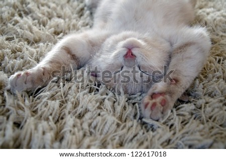 cute kitten sleeping on carpet