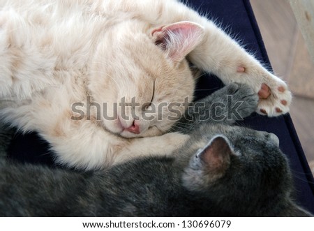 kittens sleeping together