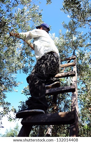 man on ladder in order to picking fruit from tree