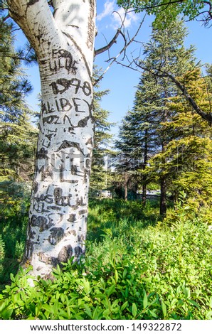 writings on the tree trunk at park