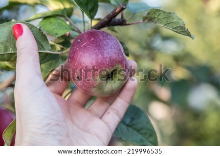 a hand picking apple from tree