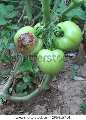 rotten tomato on garden