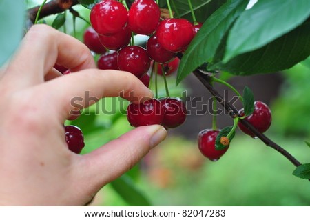 a hand picking cherry from tree