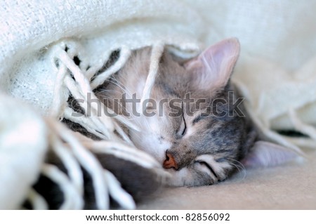 a cat sleeping