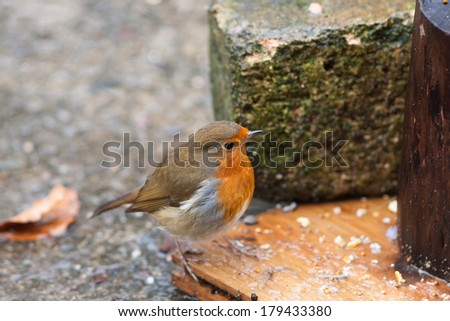 Robin with food on ground