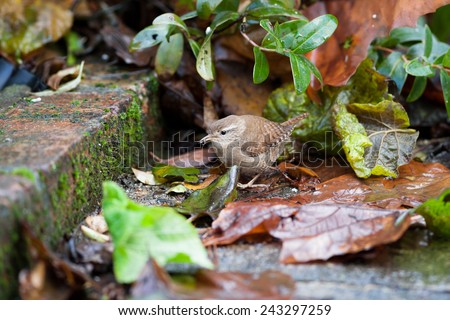 Wren troglodytes food in bill amongst autumn leaves